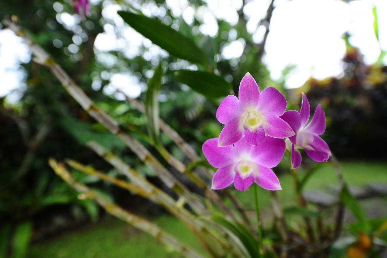 Villa Mimpi อูบุด ภายนอก รูปภาพ